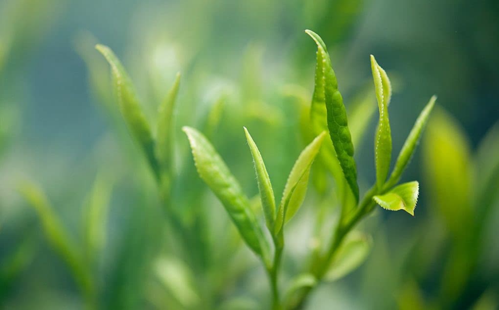 Совместная закупка Совместная закупка