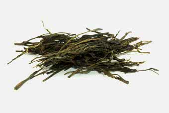 шен-пуэр-дикий